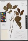 Foto von Salix silesiaca Willd.